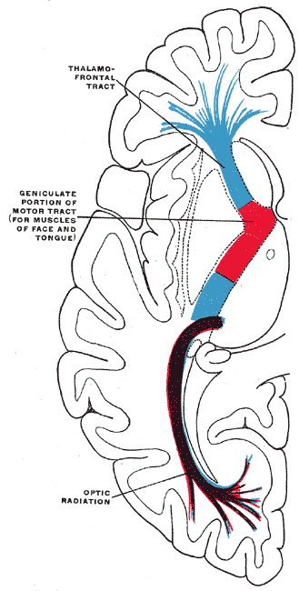 <p>Diagram of the tracts in the internal capsule, Motor tract are red, The sensory tract is blue, the optic radiation (occipi
