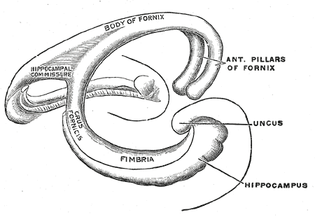 <p>Diagram of the fornix, Body of Fornix, Hippocampal commissure, Crus fornicis, Fimbria, Uncus, Hippocampus, Anterior Pillar