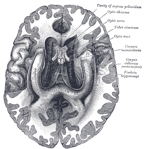 <p>The fornix and corpus callosum from below, Genu, Hippocampus, Forceps posterior, Cavity of septum pellucidum, Optic Chiasm