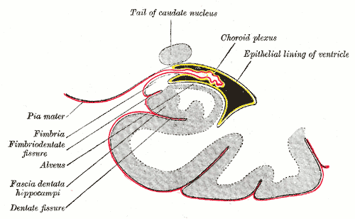 <p>Coronal section of inferior horn of lateral ventricle, Tail of caudate nucleus, Choroid plexus, Epithelial lining of ventr