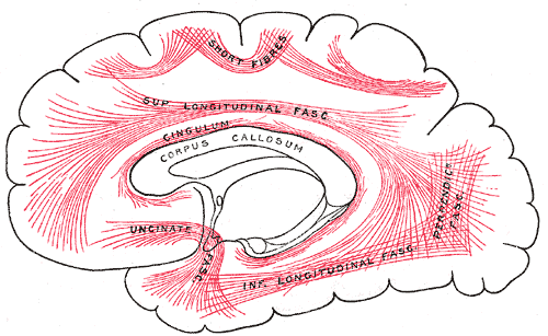 <p>Diagram showing principal systems of association fibers in the cerebrum, Short Fibres, Superior Longitudinal Fascia, Cingu
