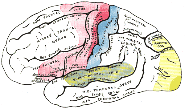 <p>Areas of localization on lateral surface of hemisphere