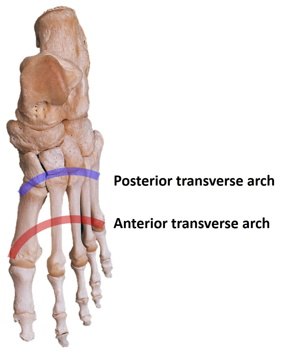 <p>Transverse Arches of the Foot</p>