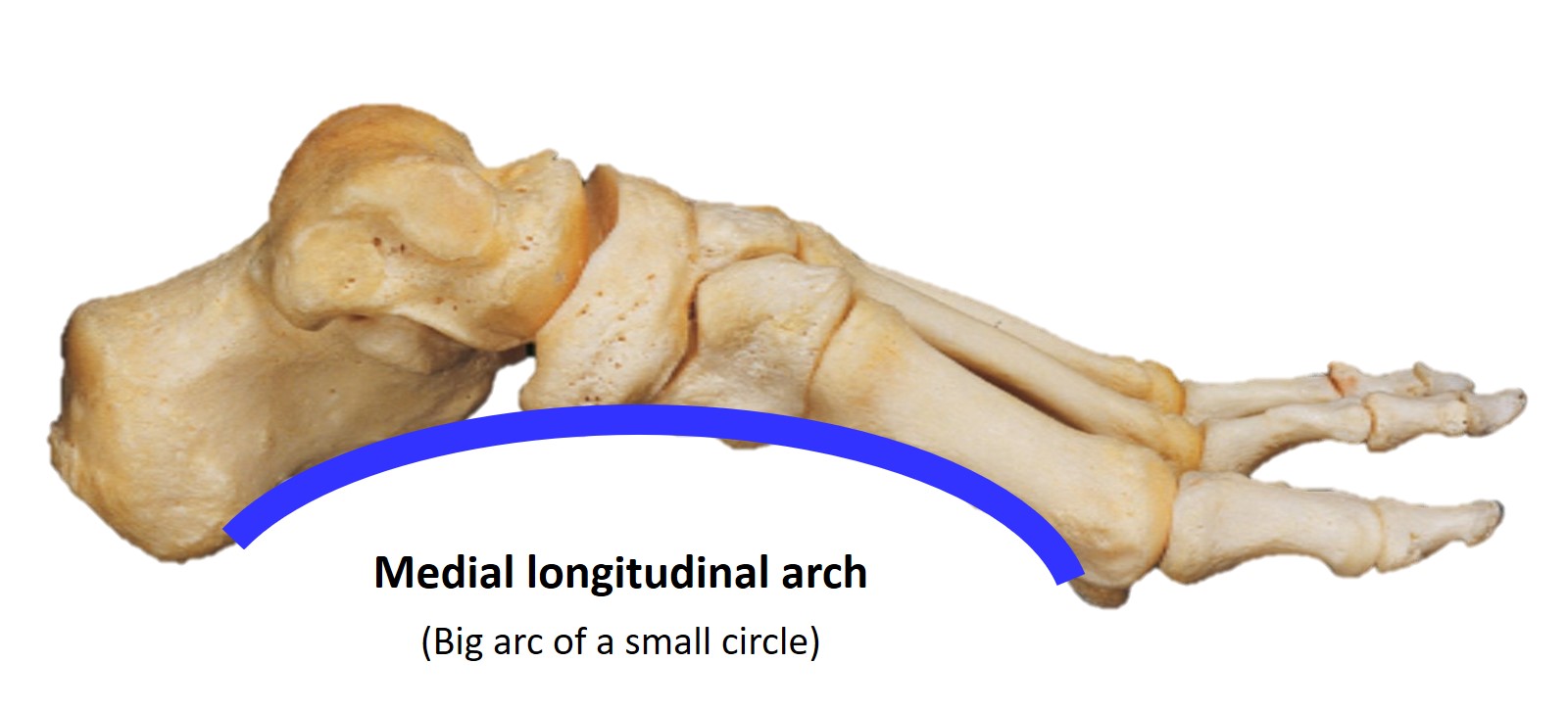 <p>Medial Longitudinal Arch of the Foot</p>