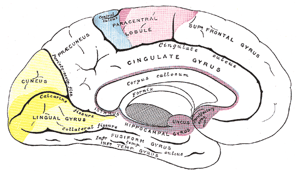 <p>Areas of localization on medial surface of hemisphere, Motor area in red, Area of general sensations in blue, Visual area 