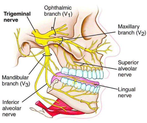 Diagram showing the innervation of the dentition by the maxillary and mandibular nerves and their subdivisions.