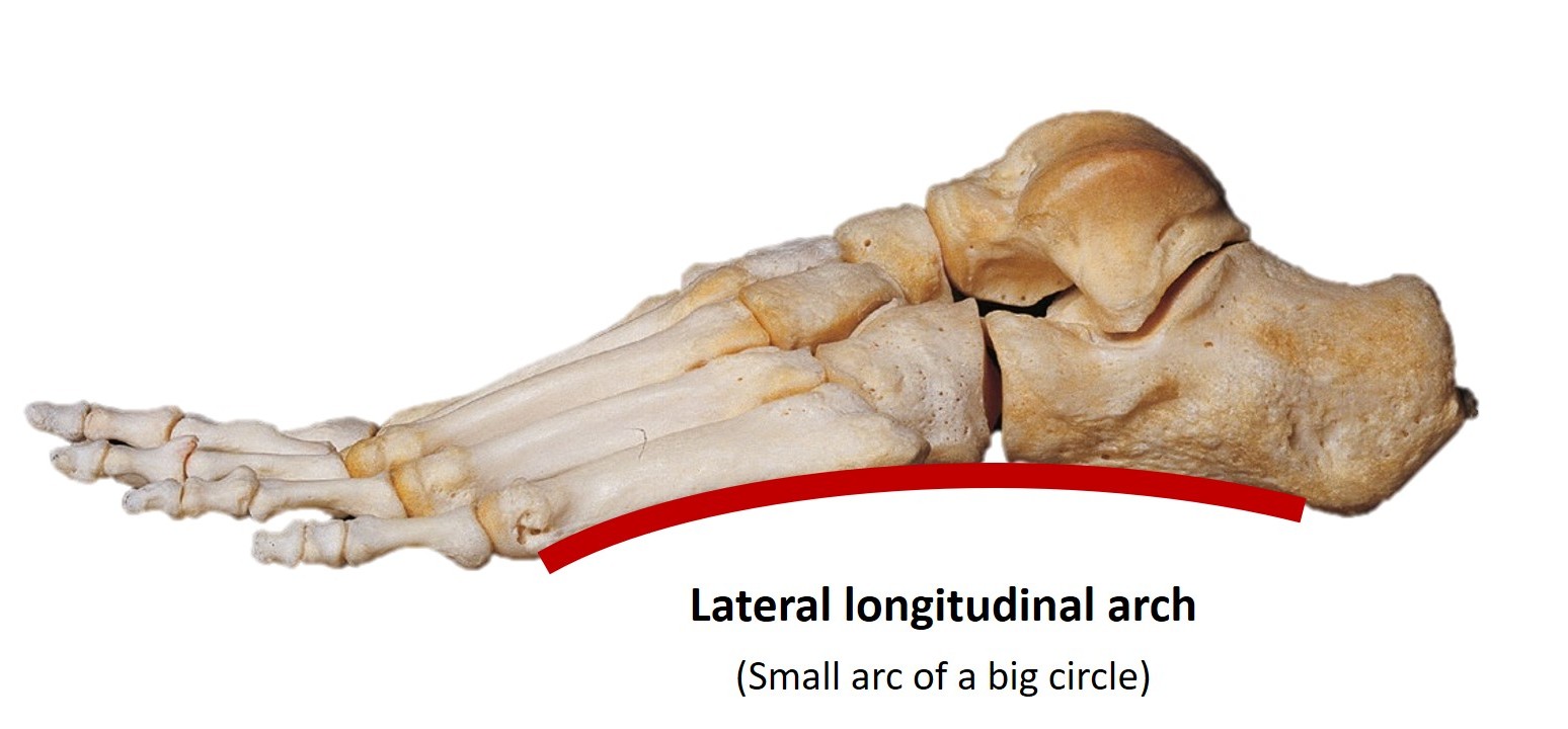 <p>Longitudinal Arch (Lateral)</p>