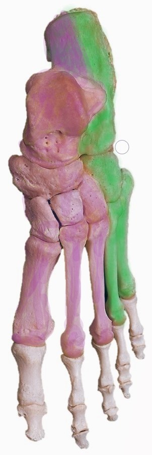 <p>Bones Forming Arches of the Foot (Green-Lateral, Pink-Medial)</p>