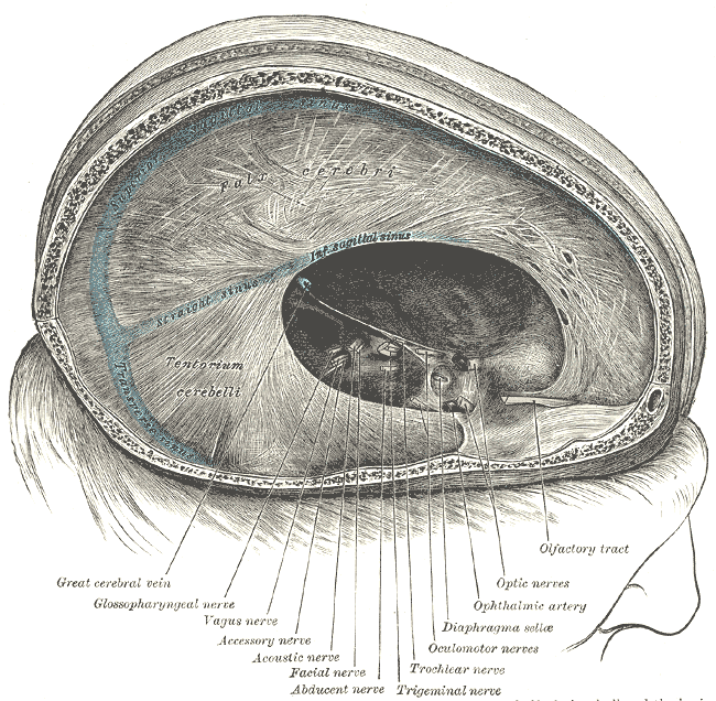 <p>Meninges of the Dura mater, Dura mater and its processes, Straight sinus, Inferior Sagittal Sinus, Tentorium cerebelli, Tr