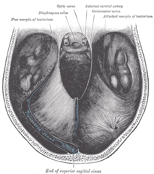 <p>The Meninges of the Brain and Medulla Spinalis, Tentorium cerebelli seen from above</p>