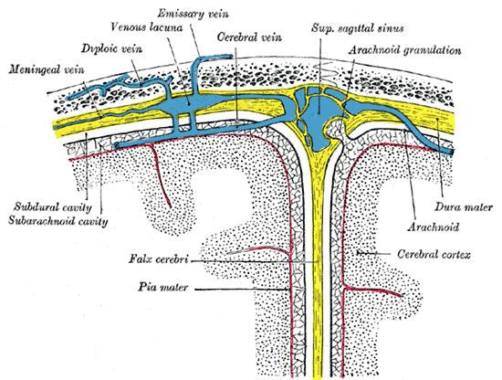<p>Diagrammatic Cross Section the top of the skull, showing the membranes of the brain, Meningeal vein, Diploic vein, Venous 
