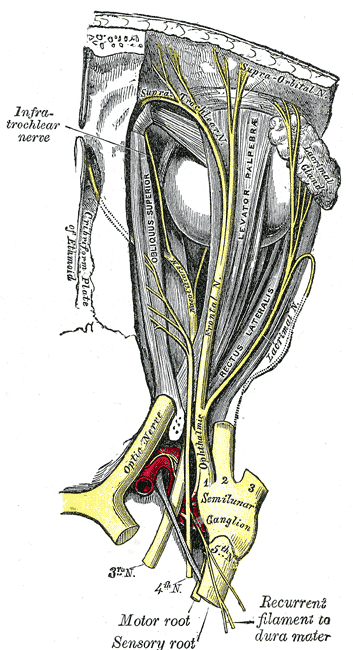 <p>Trochlear Nerve, Nerves of the Orbit; seen from above, Obliques superior, Levator Palpebrae, Rectus Lateralis, Optic nerve