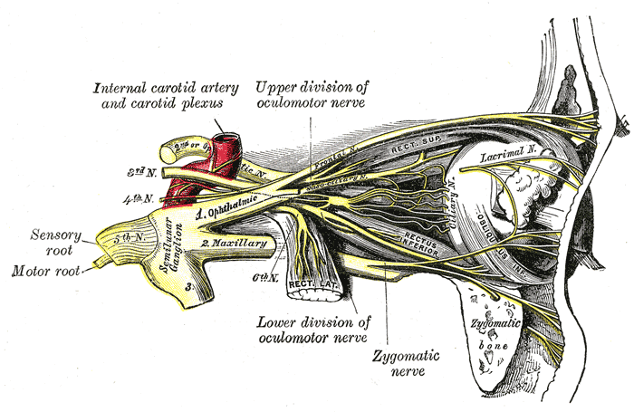 <p>The Trigeminal Nerve, Nerves of the orbit and the ciliary ganglion; Side view</p>