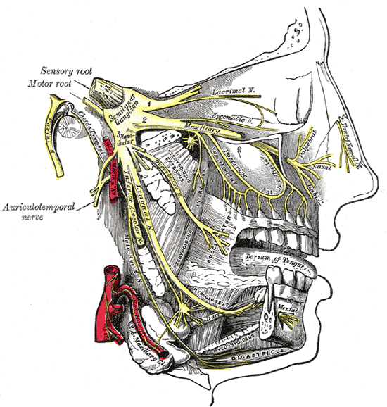 <p>The Trigeminal Nerve, Distribution of the maxillary and mandibular nerves; the submaxillary ganglion</p>