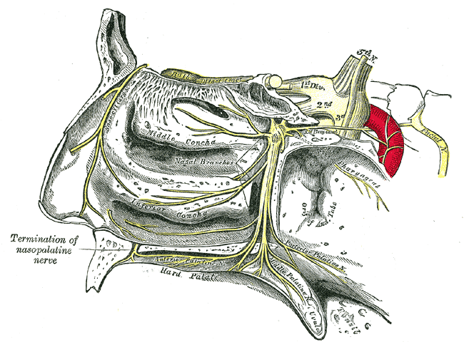 <p>The Trigeminal Nerve, The sphenopalatine ganglion and its branches</p>