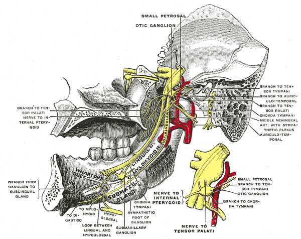 <p>The Trigeminal Nerve, Mandibular division of trifacial nerve; seen from the middle line, The small figure is an enlarged v