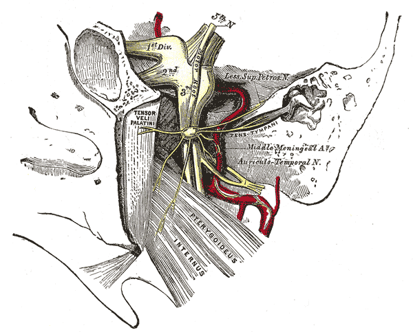 <p>The Trigeminal Nerve, The otic ganglion and its branches</p>