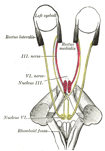 <p>The Abducens Nerve, the mode of innervation of the Recti medialis and lateralis of the eye, Rhomboid Fossa, Rectus Mediali