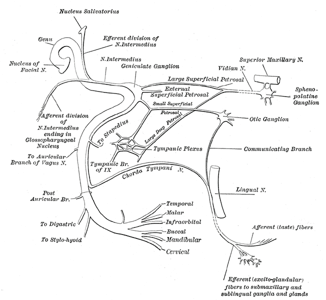 <p>The Facial Nerve, Plan of the facial and intermediate nerves; communication with other nerves</p>