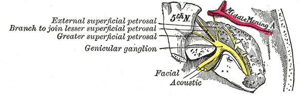 <p>The Facial Nerve, The course and connections of the facial nerve in the temporal bone, Geniculate ganglion</p>