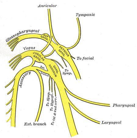 <p>The Glossopharyngeal Nerve. Plan of upper portions of glossopharyngeal, vagus, and accessory nerves.</p>