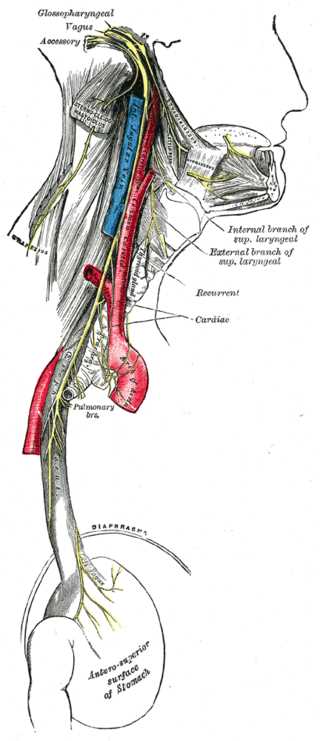 <p>The Glossopharyngeal Nerve. Course and distribution of the glossopharyngeal, vagus, and accessory nerves.</p>