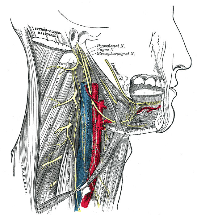 <p>The Accessory Nerve.&nbsp;The hypoglossal nerve, cervical plexus, and their branches are shown in the image.</p>