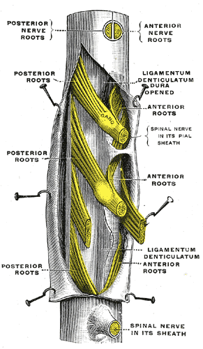 <p>The Spinal Nerves, A portion of the spinal cord; showing its right lateral surface, The dura is opened and arranged to sho
