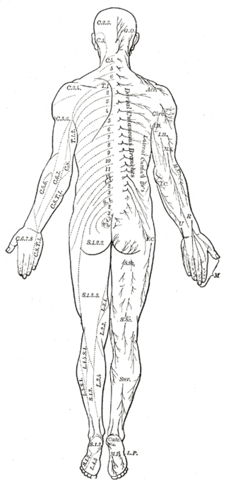 <p>The Spinal Nerves, Distribution of cutaneous nerves; Dorsal aspect</p>
