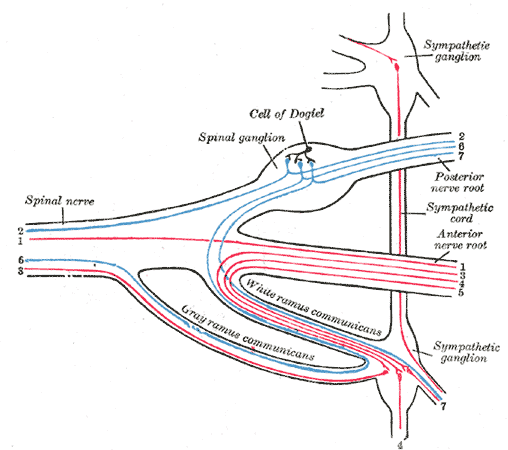 <p>The Spinal Nerves, Scheme showing structure of a typical spinal nerve, 1; Somatic efferent, 2; Somatic afferent, 3;4;5; Sy