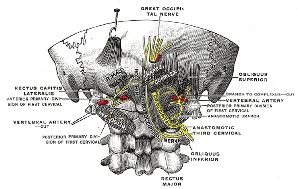 <p>The Posterior Divisions, Posterior primary divisions of the upper three cervical nerves, Great Occipital Nerve</p>