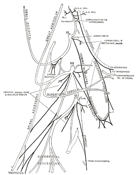 <p>The Anterior Divisions, Plan of the cervical plexus</p>