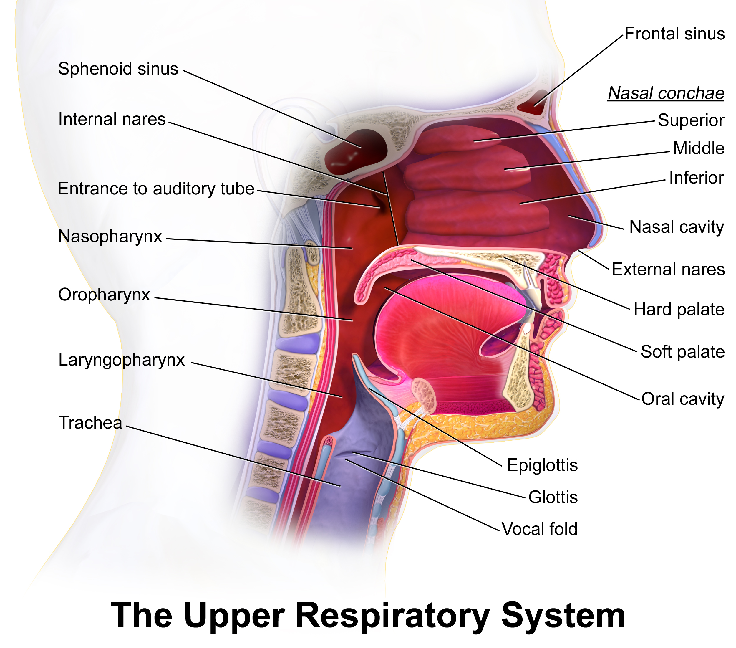 The upper respiratory system.