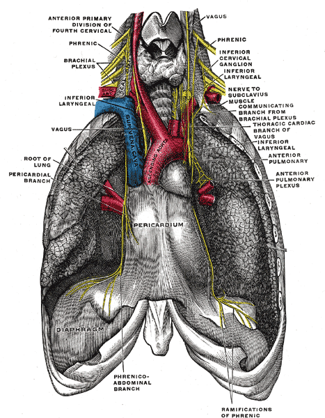 <p>The Anterior Divisions, The phrenic nerve and its relations with the vagus nerve, Pericardium, Superior vena cava, Ascendi