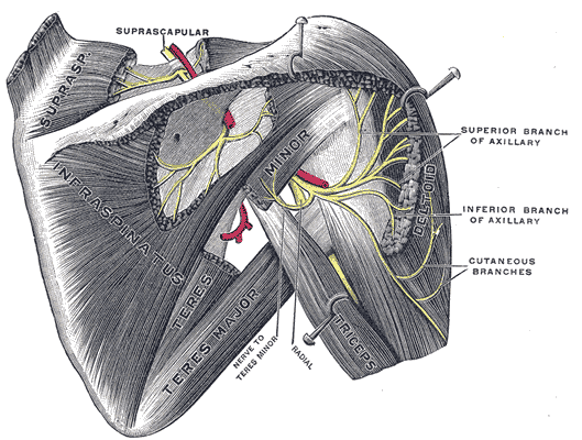 <p>The Anterior Divisions, Suprascapular and Axillary Nerves of the Right Side