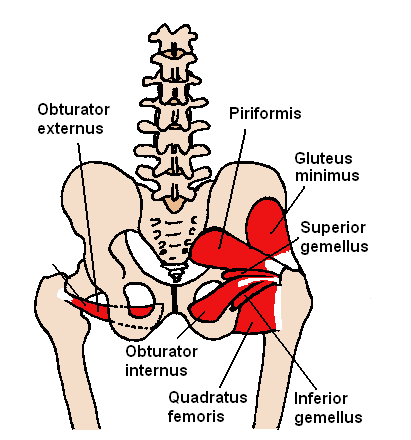 <p>Short External Rotators of the Hip</p>