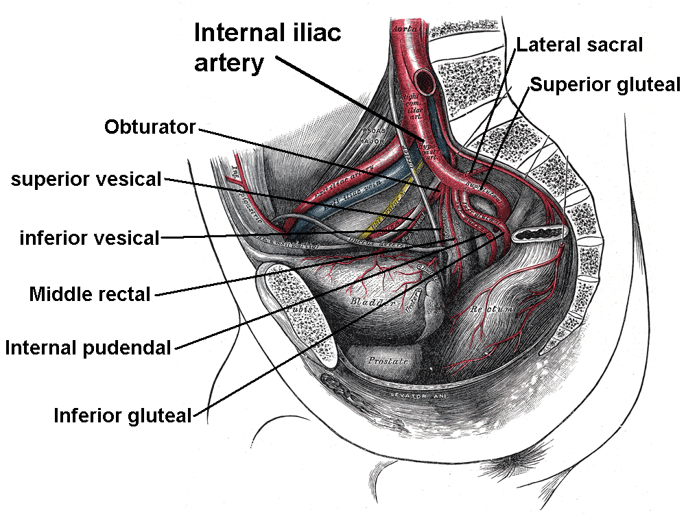 <p>Internal Iliac Branches</p>