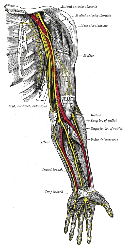 <p>The Anterior Division, Nerves of the left upper extremity, Lateral Anterior Thoracic, Medial Anterior Thoracic, Musculocut
