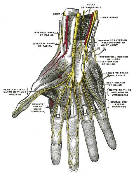 <p>Nerves In The Hand