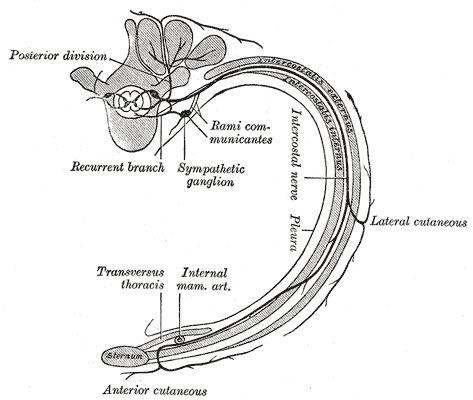 <p>The Thoracic Nerves, Diagram of the course and branches of a typical intercostal nerve, rib</p>