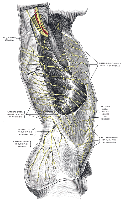 <p>The Thoracic Nerves, Cutaneous distribution of thoracic nerves, Anterior cutaneous nerves of thorax, intercostobrachial, L
