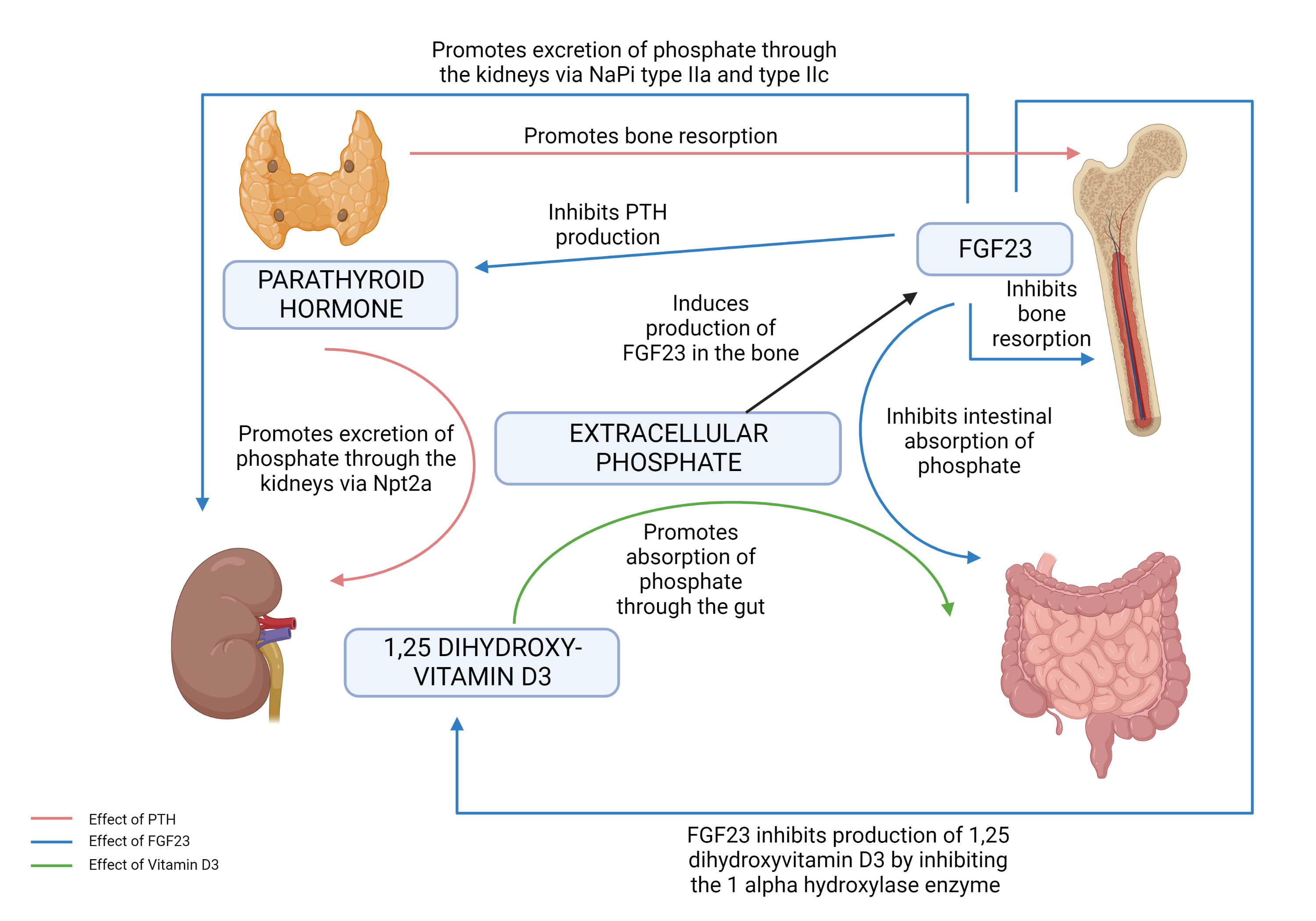 Phosphate homeostasis. FGF23: fibroblast growth factor 23. PTH: parathyroid hormone. NaPi: Sodium phosphate co-transporter.