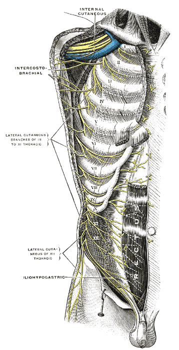 <p>The Thoracic Nerves, Intercostal nerves; the superficial muscles having been removed, Internal cutaneous, Intercostobrachi