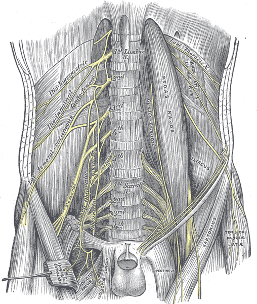<p>The Lumbosacral Nerves, The lumbar plexus and its branches, Lumbar and Sacral portions of the Spine</p>