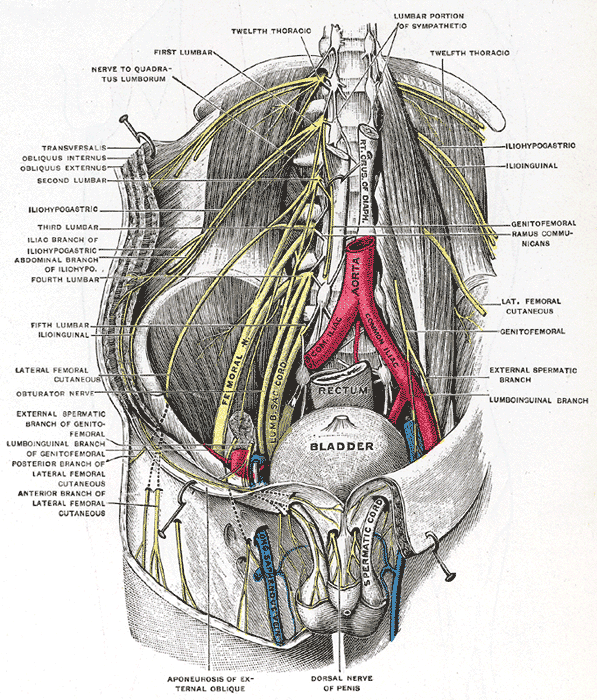 <p>The Lumbosacral Nerves, Deep and superficial dissection of the lumbar plexus, Bladder, Rectum, Aorta, Femoral Nerve, Lumba