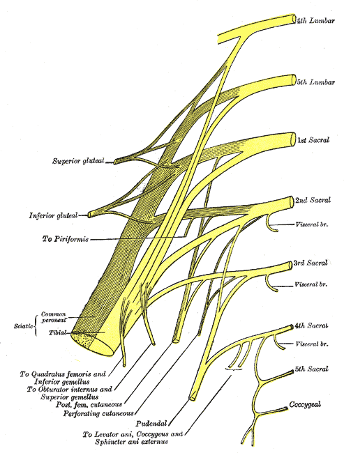 <p>The Sacral and Coccygeal Nerves, Plan of Sacral and Pudendal Plexuses</p>
