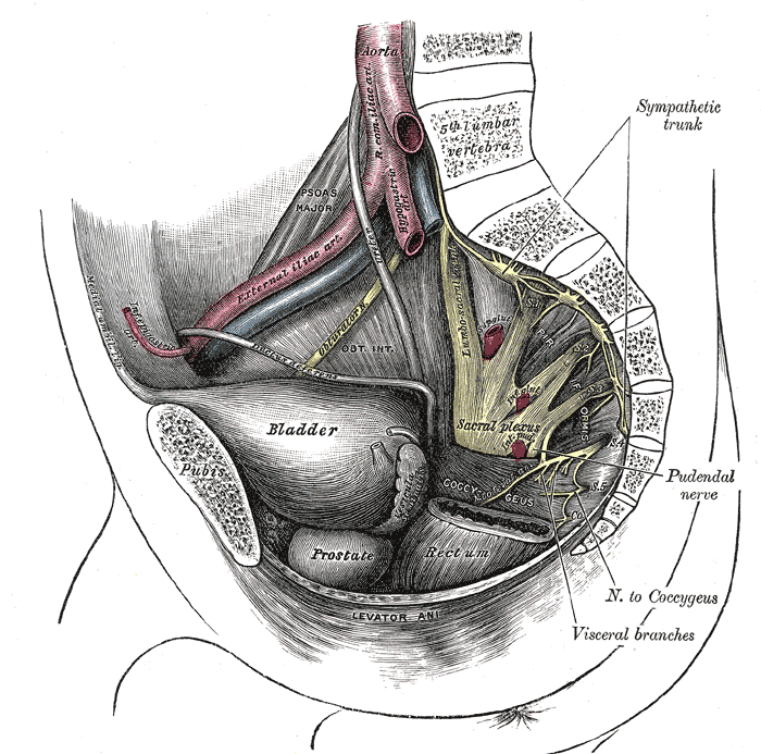 <p>Nerves and Blood Vessels in the Pelvis