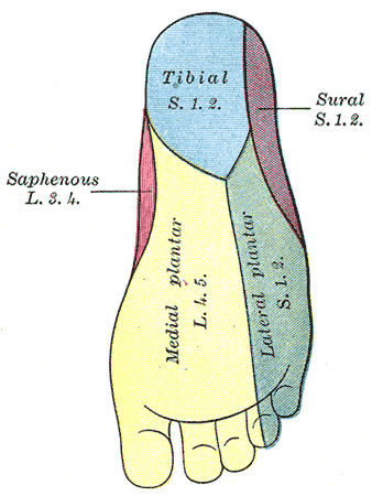 <p>The Sacral and Coccygeal Nerves, Diagram of the segmental distribution of the cutaneous nerves of the sole of the foot; Ti