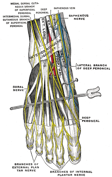 <p>The Sacral Coccygeal Nerves, Nerves of the dorsum of the foot, Lateral Branch of Deep Peroneal, Sural Nerve, Saphenous ner