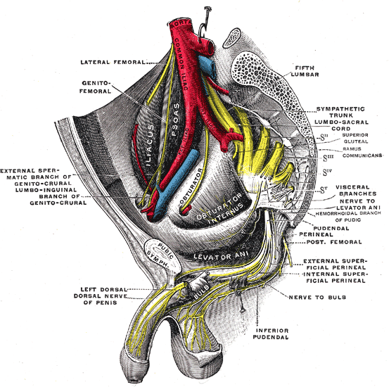 <p>Sacral and Coccygeal Nerves